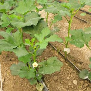 2 JENHO Agriculture Project